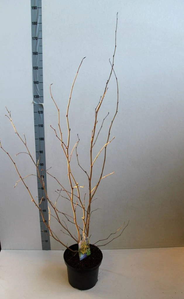 Schijnhazelaar (Corylopsis Spicata) - Afbeelding 4