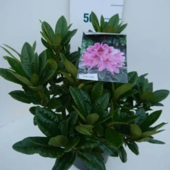 Rhododendron (Rhododendron 'Cosmopolitan') -Planten Verkoopwinkel cosmopolitan c5 zij 1