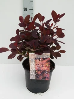 Pruikenboom Als Struik (Cotinus Coggygria 'Royal Purple') -Planten Verkoopwinkel cotinus 3 6