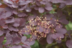 Pruikenboom Als Struik (Cotinus Coggygria 'Royal Purple') -Planten Verkoopwinkel cotinus coggygria royal purple 1