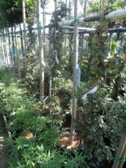 Dwergmispel (Cotoneaster Lacteus) -Planten Verkoopwinkel cotoneaster lacteus c10 100 150 1