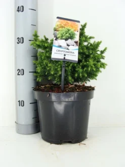 Japanse Dwergcipres (Cryptomeria Japonica 'Vilmoriniana')