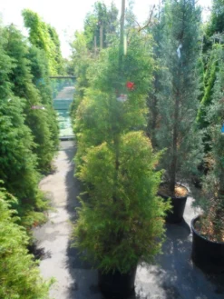 Sikkelden (Cryptomeria Japonica 'Elegans') -Planten Verkoopwinkel cryptomeria japonica elegans 125 150 175