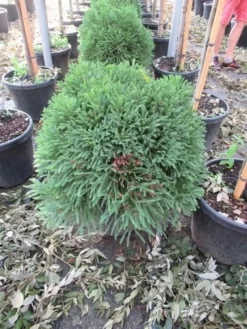 Sikkelden (Cryptomeria Japonica 'Globosa Nana') -Planten Verkoopwinkel cryptomeria japonica globosa nana