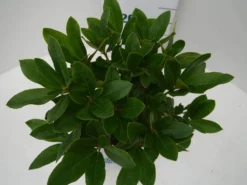 Rhododendron (Rhododendron 'Cunningham White') -Planten Verkoopwinkel cun white c2 boven 1