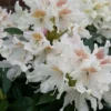 Rhododendron (Rhododendron 'Cunningham White')