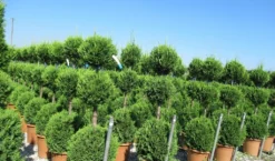 Cupressocyparis, Triobol (Cupressocyparis Leylandii 'Castlewellan Gold') -Planten Verkoopwinkel cuppressocyparis triobol