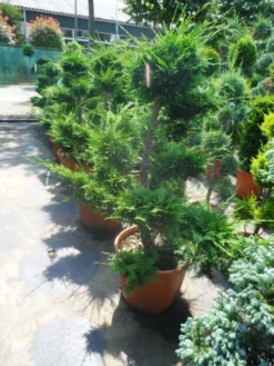 Cupressocyparis Als Bonsai (Cupressocyparis Leylandii 'Castlewellan Gold' ) -Planten Verkoopwinkel cupressocyparis leylandii bonsai 100 125 c70