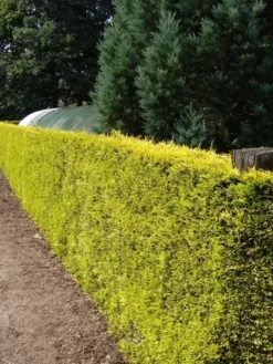 Gele Haagconifeer (Cupressocyparis Leylandii 'Gold Rider') -Planten Verkoopwinkel cupressocyparis leylandii gold rider