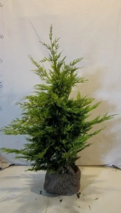 Gele Haagconifeer (Cupressocyparis Leylandii 'Gold Rider') -Planten Verkoopwinkel cupressulgoldrider080 100