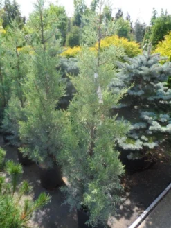 Cipres (Cupressus Arizonica 'Glauca') -Planten Verkoopwinkel cupressus arizonica glauca 100 125 1 1