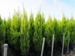 Cipres Kamerconifeer (Cupressus Macrocarpa 'Goldcrest') -Planten Verkoopwinkel cupressus macrocarpa goldcrest 1