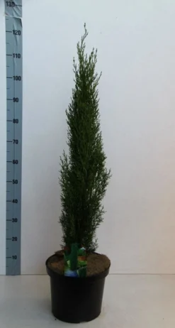 Italiaanse Cipres (Cupressus Sempervirens 'Totem') -Planten Verkoopwinkel cupressus semp totem 80 100 cm co. 10l kopie 2