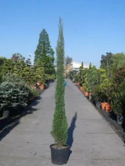 Italiaanse Cypres (Cupressus Sempervirens 'Stricta') -Planten Verkoopwinkel cupressus sempervirens strica 200 250 c30