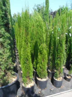 Italiaanse Cipres (Cupressus Sempervirens 'Totem') -Planten Verkoopwinkel cupressus sempervirens totem 125 150 175