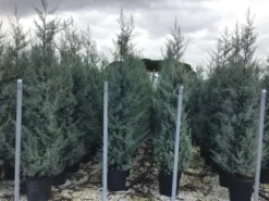 Cipres (Cupressus Arizonica 'Glauca') -Planten Verkoopwinkel cupressusarizonicaglauca 1