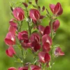 Brem (Cytisus 'Boskoop Ruby')
