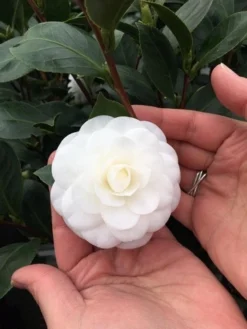 Camelia (Camellia Japonica 'Nuccio's Gem')