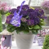 Hortensia Deep Purple Dance (Hydrangea 'Music Collection')