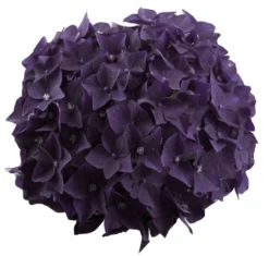 Hortensia Deep Purple Dance (Hydrangea 'Music Collection') -Planten Verkoopwinkel deep purple dance bloem 2