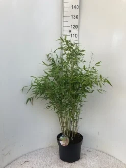Niet Woekerende Bamboe (Fargesia 'Dino') -Planten Verkoopwinkel dino c10
