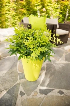 Hemelse Bamboe (Nandina Domestica 'Lemon And Lime') -Planten Verkoopwinkel dsc 4593 bew 1