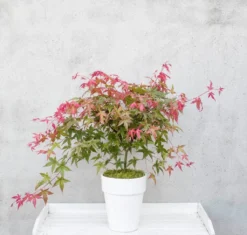 Japanse Esdoorn (Acer Palmatum 'Beni-maiko') -Planten Verkoopwinkel dsc 8150benimaiko 1