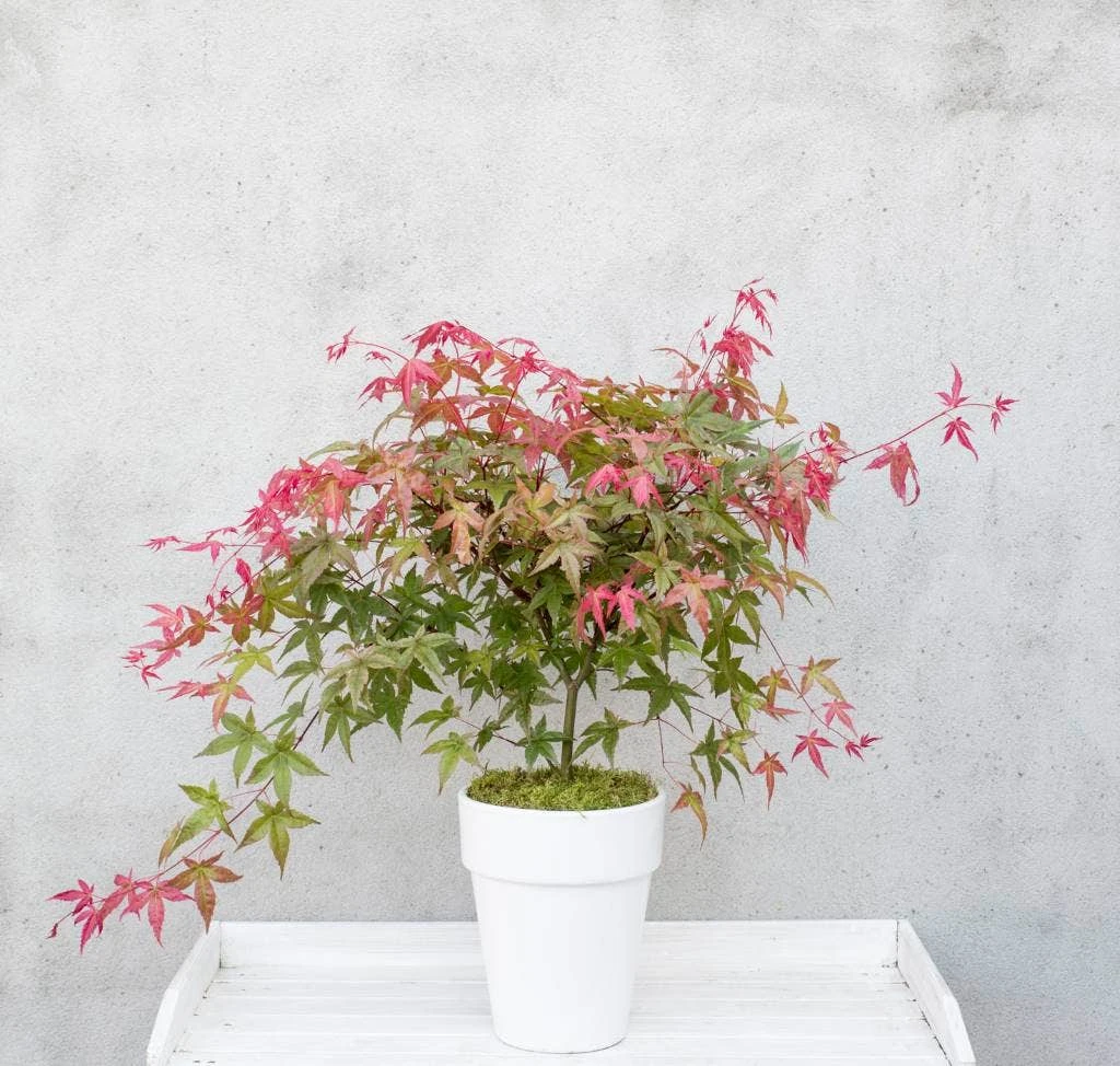 Japanse Esdoorn (Acer Palmatum 'Beni-maiko') 3 Japanse Esdoorn (Acer Palmatum 'Beni-maiko') - Afbeelding 3