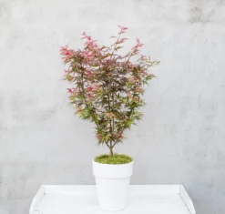 Japanse Esdoorn (Acer Palmatum 'Shaina') -Planten Verkoopwinkel dsc 8156 1