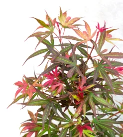 Japanse Esdoorn (Acer Palmatum 'Shaina') -Planten Verkoopwinkel dsc 8195 1