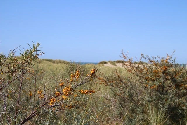 Duindoorn (Hippophae Rhamnoides) 4 Duindoorn (Hippophae Rhamnoides) - Afbeelding 4