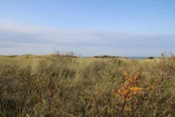 Duindoorn (Hippophae Rhamnoides) 11 Duindoorn (Hippophae Rhamnoides) -Planten Verkoopwinkel duindoorn 2 1