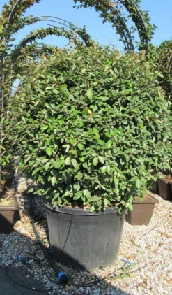 Olijfwilg Als Bol (Elaeagnus Ebbingei 'Compacta') -Planten Verkoopwinkel elaeagnus ebbingei 100 110 bol