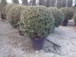 Olijfwilg Als Bol (Elaeagnus Ebbingei 'Compacta') -Planten Verkoopwinkel elaeagnus ebbingei 100 110cm bol 1