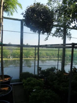 Olijfwilg Als Boom (Elaeagnus Ebbingei) -Planten Verkoopwinkel elaeagnus ebbingei 12 14ho cont