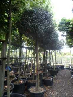 Olijfwilg Op Stam (Elaeagnus Ebbingei) -Planten Verkoopwinkel elaeagnus ebbingei 14 16 18ho c130