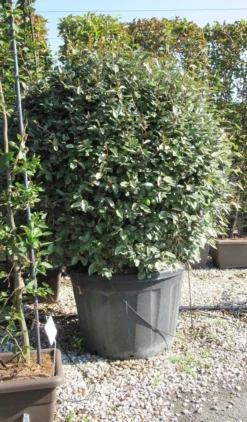 Olijfwilg Als Bol (Elaeagnus Ebbingei 'Compacta') -Planten Verkoopwinkel elaeagnus ebbingei bol 1