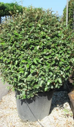 Olijfwilg Als Bol (Elaeagnus Ebbingei 'Compacta') -Planten Verkoopwinkel elaeagnus ebbingei bol 2 2