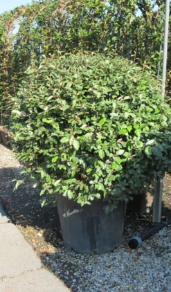 Olijfwilg Als Bol (Elaeagnus Ebbingei 'Compacta') -Planten Verkoopwinkel elaeagnus ebbingei bol 3 2
