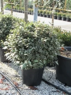 Olijfwilg Als Bol (Elaeagnus Ebbingei 'Compacta') -Planten Verkoopwinkel elaeagnus ebbingei bol 70 cm
