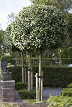 Olijfwilg Als Boom (Elaeagnus Ebbingei)