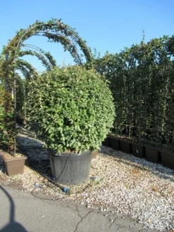 Olijfwilg Als Bol (Elaeagnus Ebbingei 'Compacta') -Planten Verkoopwinkel eleagnus ebbingei bol 110 cm