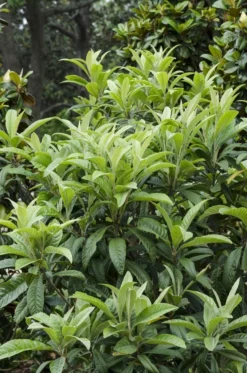 Japanse Mispel (Eriobotrya Japonica)