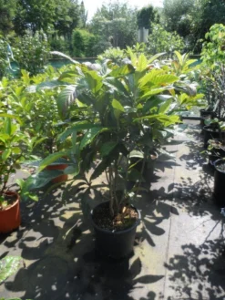 Japanse Mispel Als Boom (Eriobotrya Japonica) -Planten Verkoopwinkel eriobotrya japonica 80 100 125 c35