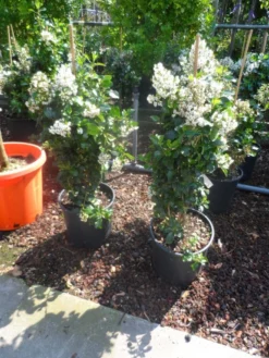 Escallonia (Escallonia 'Iveyi') -Planten Verkoopwinkel escallonia iveyi c10