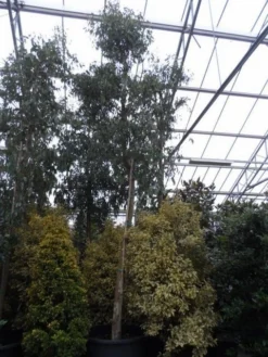 Eucalyptus Als Boom (Eucalyptus Gunnii) -Planten Verkoopwinkel eucalyptus