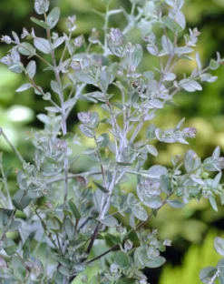 Eucalyptus Als Boom (Eucalyptus Gunnii) -Planten Verkoopwinkel eucalyptus gunnii 2