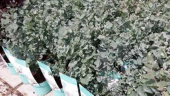 Winterharde Eucalyptus (Eucalyptus Gunnii 'Azura') -Planten Verkoopwinkel eucalyptusazura01