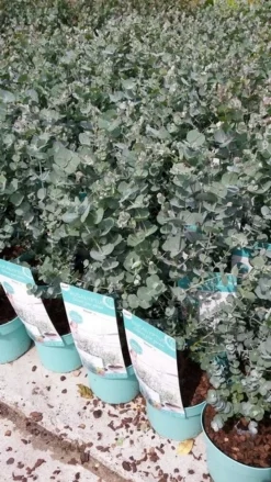 Winterharde Eucalyptus (Eucalyptus Gunnii 'Azura') -Planten Verkoopwinkel eucalyptusazura02