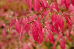 Kardinaalshoed (Euonymus Alatus) -Planten Verkoopwinkel euonymus alatus 2 1